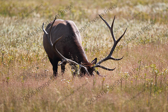 Bull Elk - Grand Teton National Park