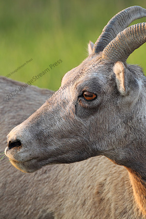 Bighorn Sheep - Badlands National Park