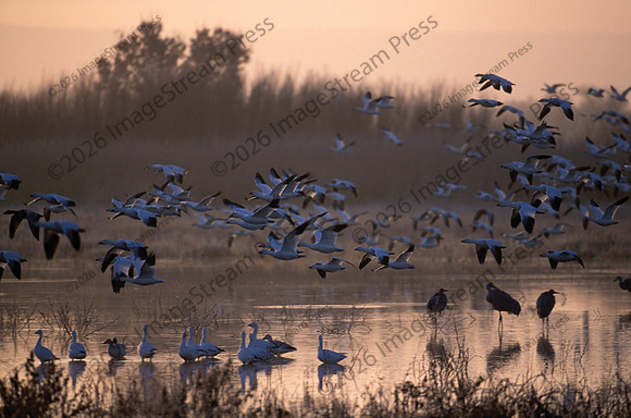 Snow Geese at Dawn - Bosque del Apache National Wildlife Refuge