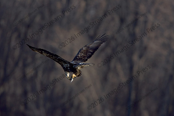 Bald Eagle - Reads Landing, Minnesota