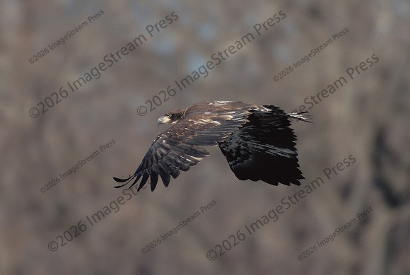 Bald Eagle - Reads Landing, Minnesota