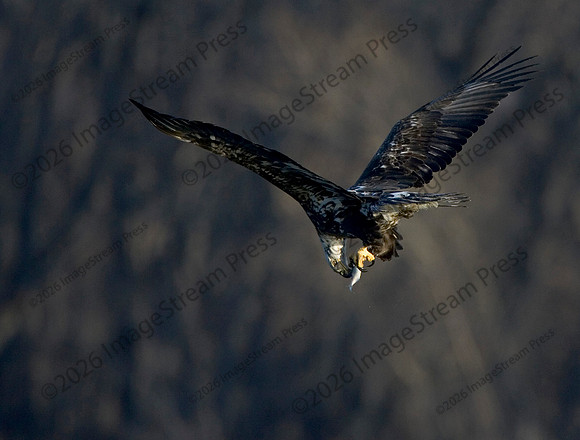 Bald Eagle - Wabasha Minnesota
