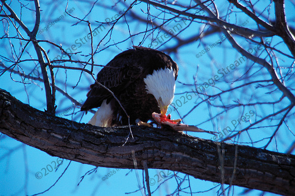 Bald Eagle - Reads Landing, Minnesota