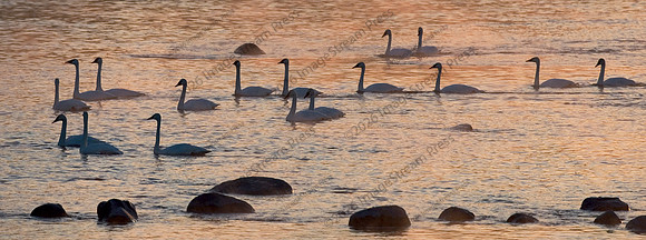 Trumpeter Swans - Mississippi River, Monticello, Minnesota