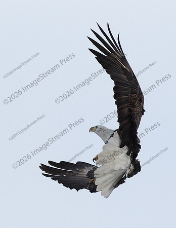 Bald Eagle - Minnesota River National Wildlife Refuge