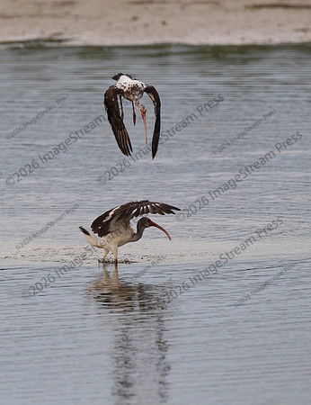 White Ibis Spar at J.N. "Ding" Darling National Wildlife Refuge