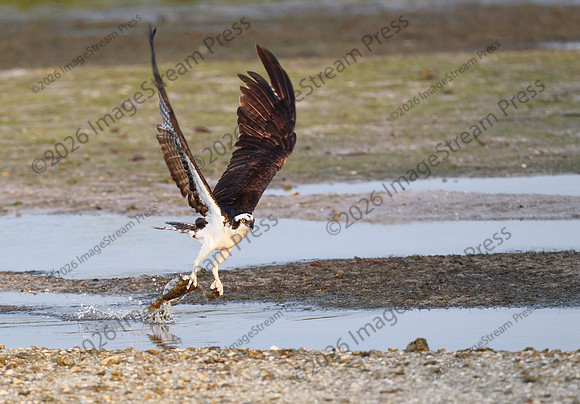 Osprey - J.N. "Ding" Darling National Wildlife Refuge