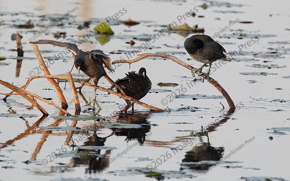 American Coots - Sherburne National Wildlife Refuge