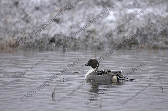 Northern Pintail - Bosque del Apache National Wildlife Refuge