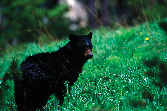 Black Bear - Yellowstone National Park