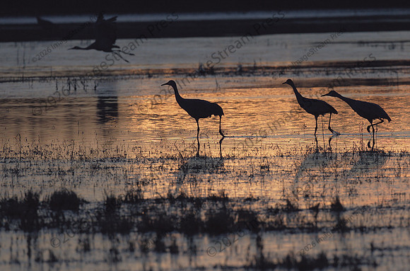 Sandhill Cranes - Bosque del Apache National Wildlife Refuge