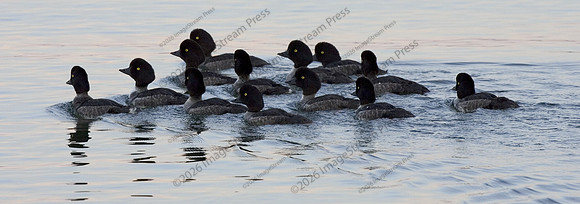 Greater Scaups
