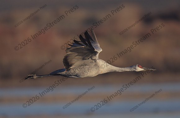 Sandhill Crane - Bosque del Apache National Wildlife Refuge