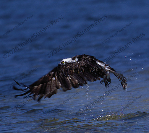 Osprey - J.N. "Ding" Darling National Wildlife Refuge