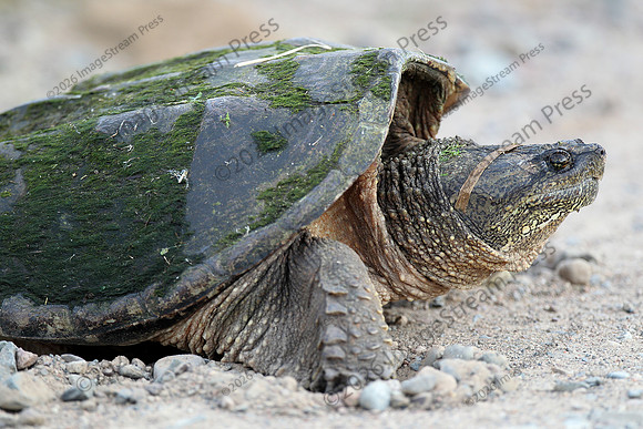 Common Snapping Turtle - Sherburne National Wildlife Refuge