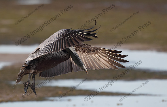 Brown Pelican - J.N. "Ding" Darling National Wildlife Refuge