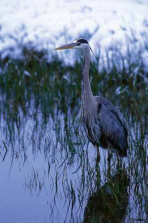 Great Blue Heron - Yellowstone National Park