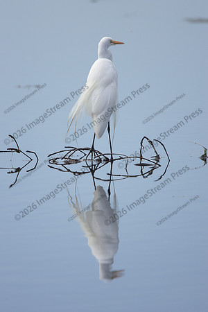 Egret - Merritt Island National Wildlife Refuge