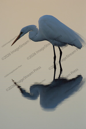 Great Egret - Merritt Island National Wildlife Refuge