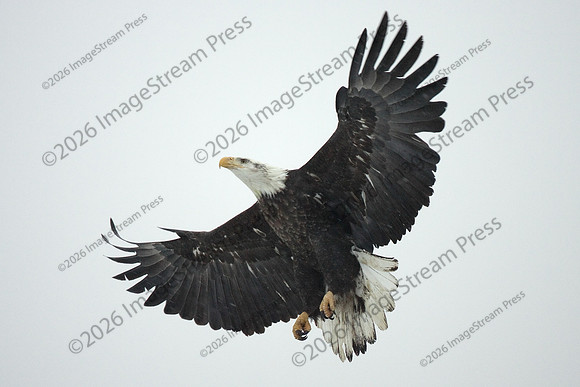 Bald Eagle - Redwing, Minnesota