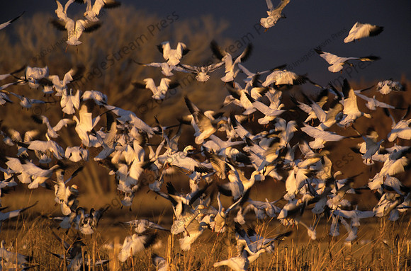 Snow Geese - Bosque del Apache National Wildlife Refuge