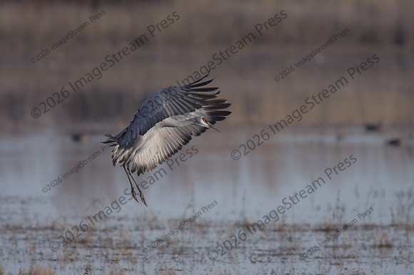 Sandhill Crane - Bosque del Apache National Wildlife Refuge