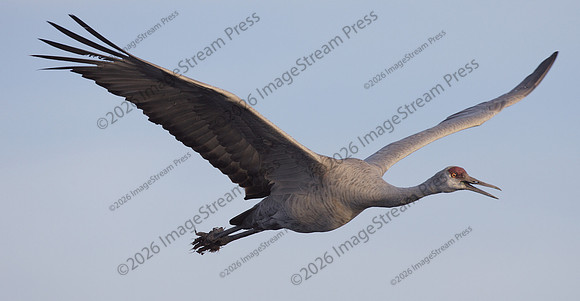 Sandhill Crane - Bosque del Apache National Wildlife Refuge