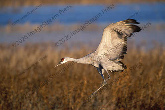 Sandhill Crane - Sherburne National Wildlife Refuge