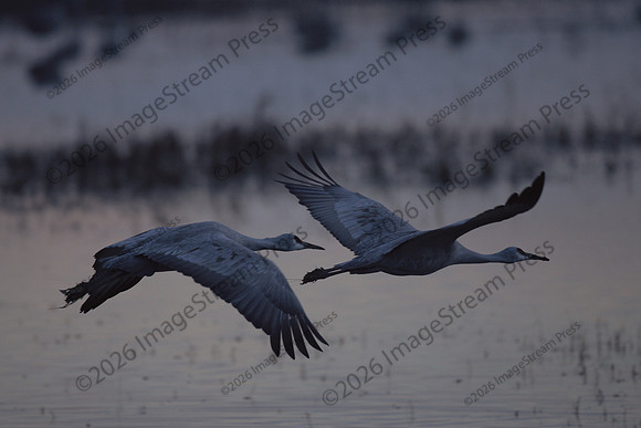 Sandhill Cranes at Dusk - Bosque del Apache National Wildlife Refuge