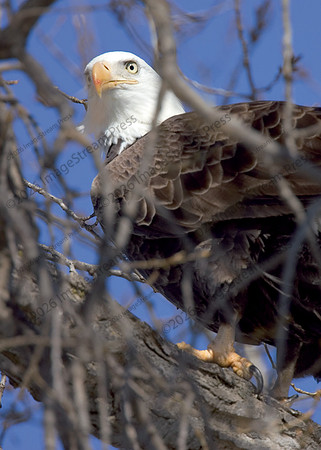 Bald Eagle - Redwing, Minnesota