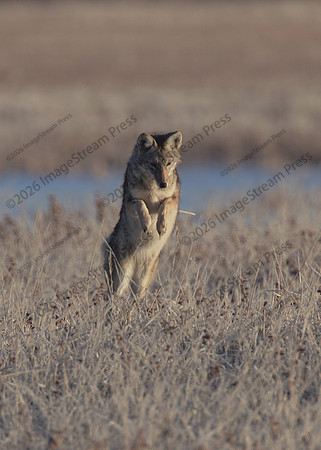 Coyote - Bosque del Apache National Wildlife Refuge