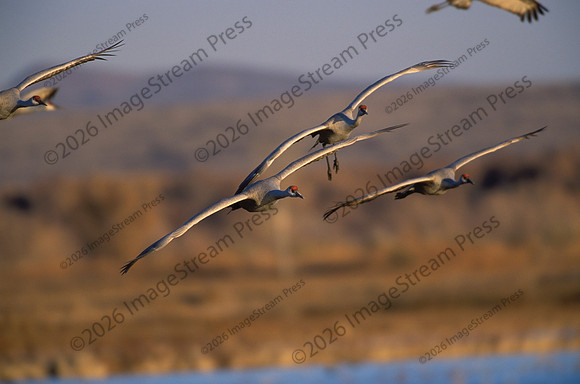 Sandhill Cranes - Bosque del Apache National Wildlife Refuge