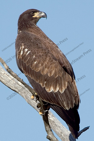Bald Eagle - Sherburne National Wildlife Refuge