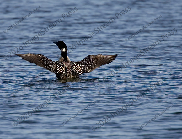 Common Loon - Sherburne National Wildlife Refuge