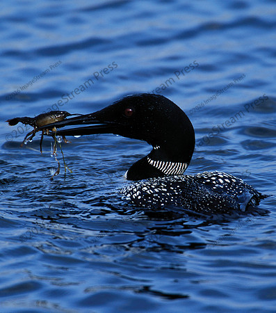 Common Loon with Crayfish - Sherburne National Wildlife Refuge