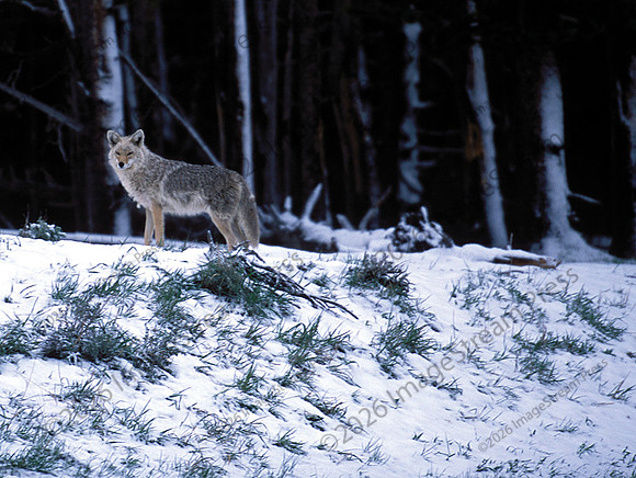 Coyote - Near Fishing Bridge - Yellowstone National Park