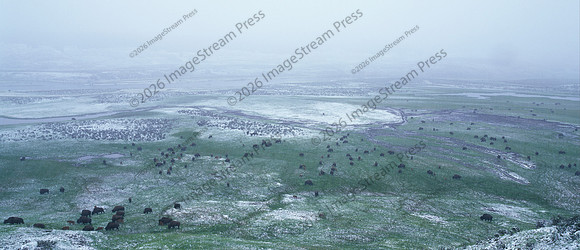 Lamar Valley - Yellowstone National Park