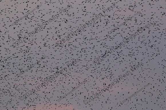 Purple Martin Invasion - Lake Murray South Carolina