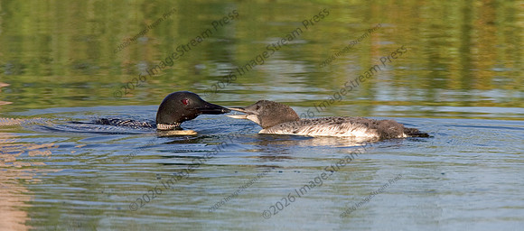 Common Loons - Sherburne National Wildlife Refuge