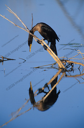 Cormorant - Bosque del Apache National Wildlife Refuge