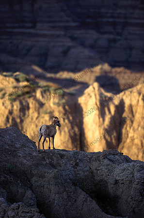 Bighorn Sheep - Badlands National Park