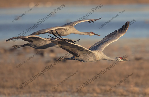 Sandhill Cranes - Bosque del Apache National Wildlife Refuge