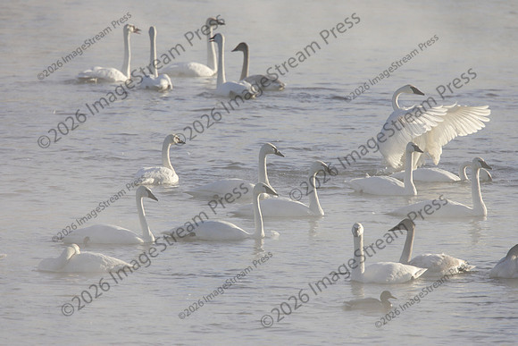 Trumpeter Swans - Monticello, Minnesota
