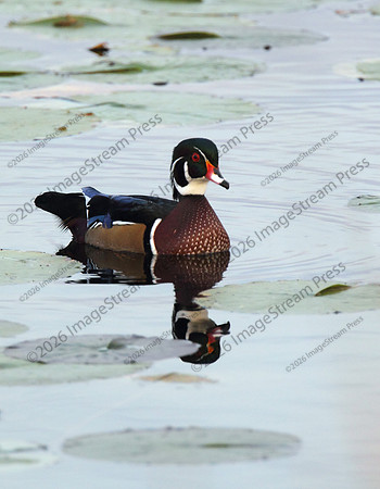 Wood Duck - Sherburne National Wildlife Refuge