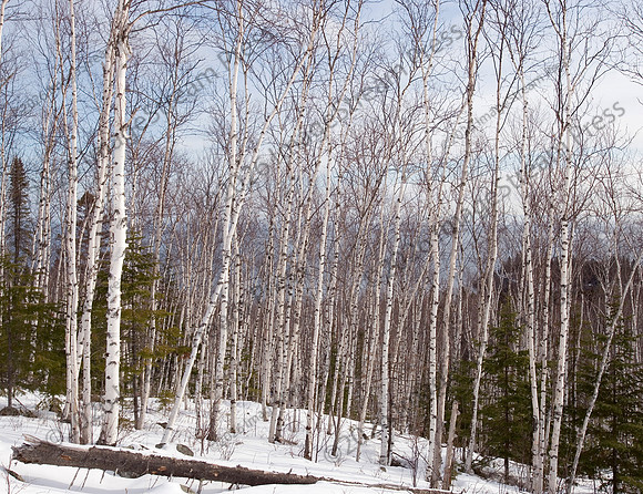 Winter Along the North Shore - Minnesota