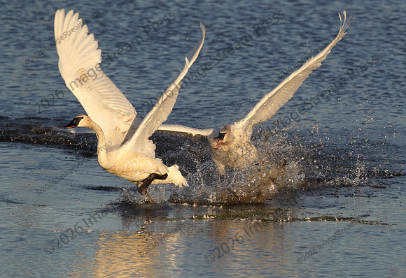 Trumpeter Swans - Sherburne National Wildlife Refuge