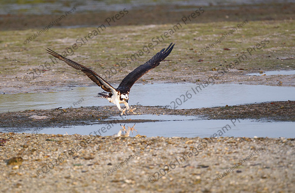 Osprey - J.N. "Ding" Darling National Wildlife Refuge