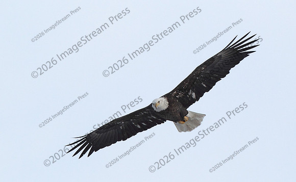 Bald Eagle - Minnesota River National Wildlife Refuge