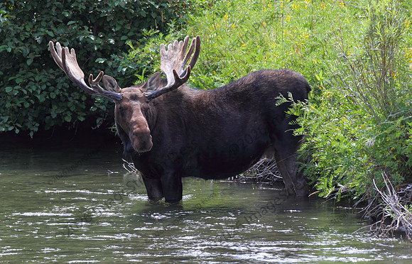 Moose - Moose, Wyoming