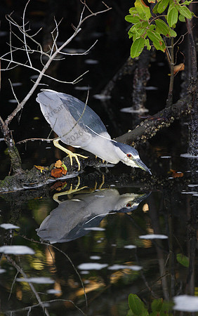 Black-crowned Night-heron - J.N. "Ding" Darling National Wildlife Refuge